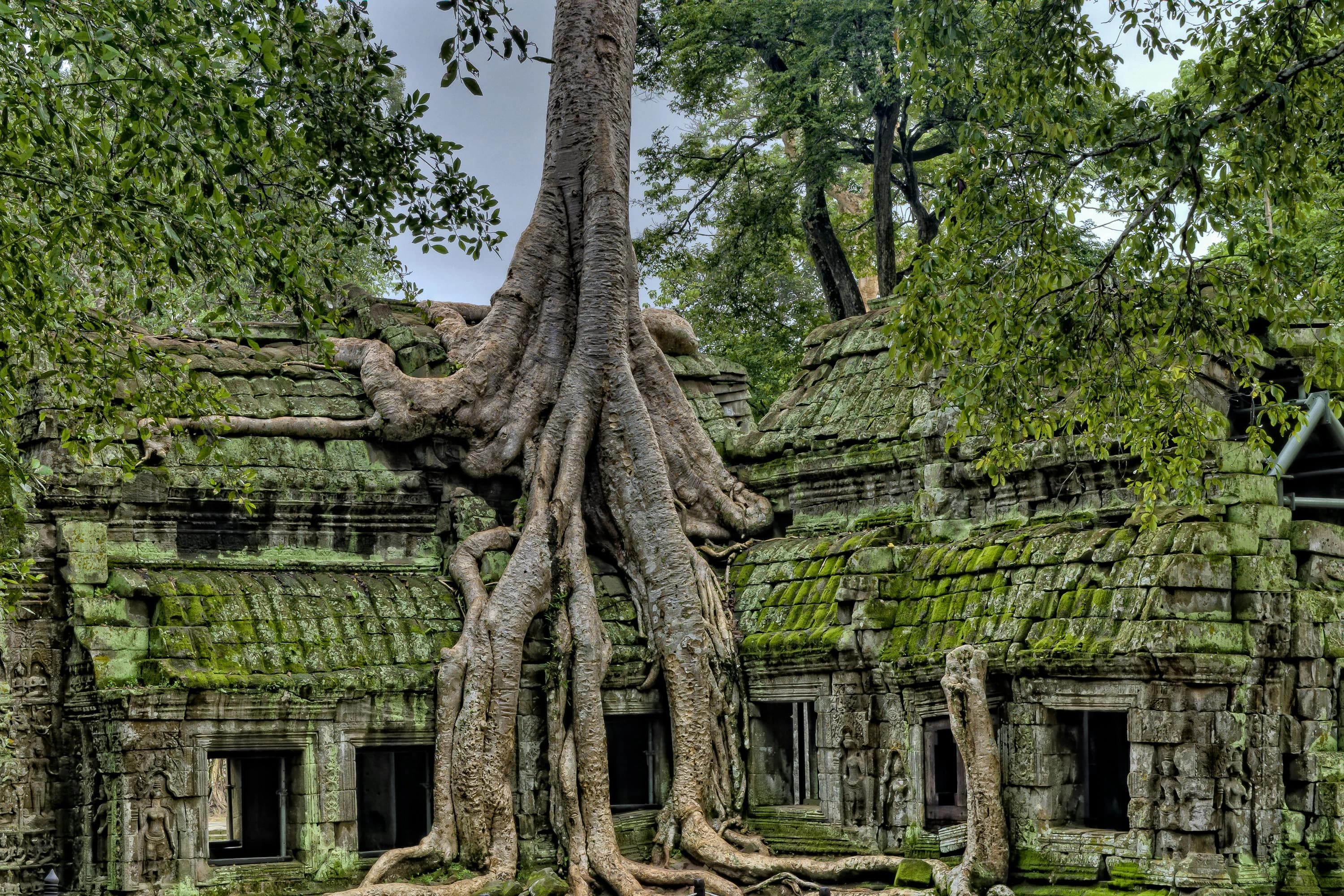 The Wisdom of Ancient Trees: The World's Oldest Living Creatures